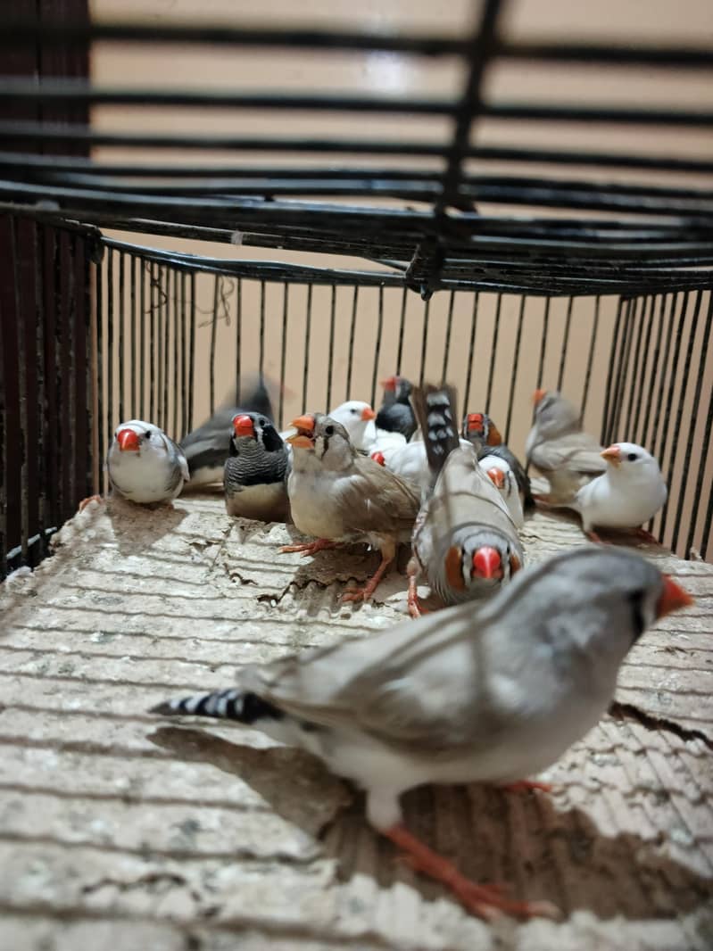 finch 3