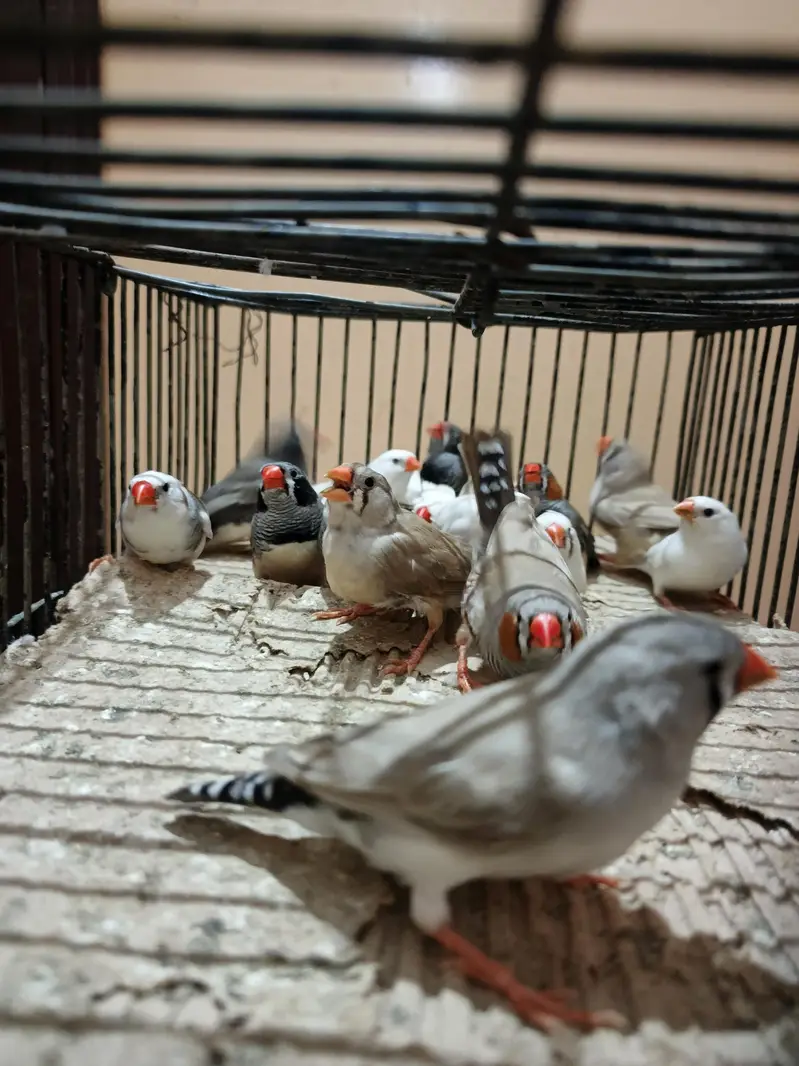 finch — photo 4