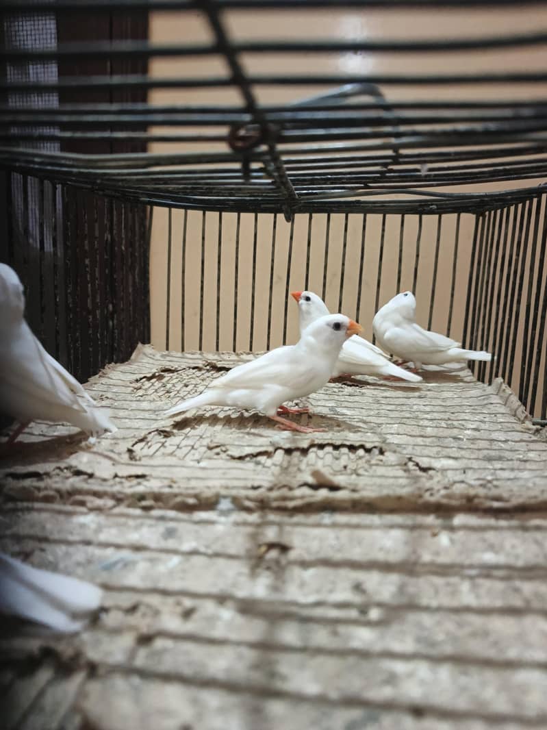 finch 4