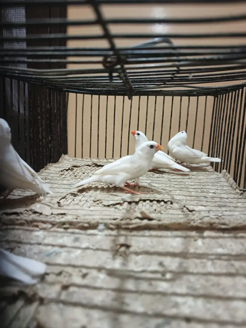 finch — photo 5