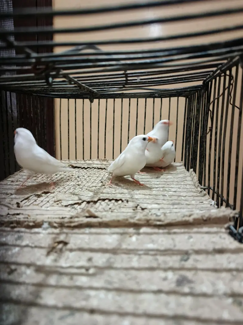 finch — photo 6