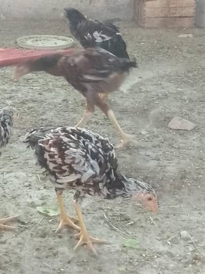 Aseel Male and Female