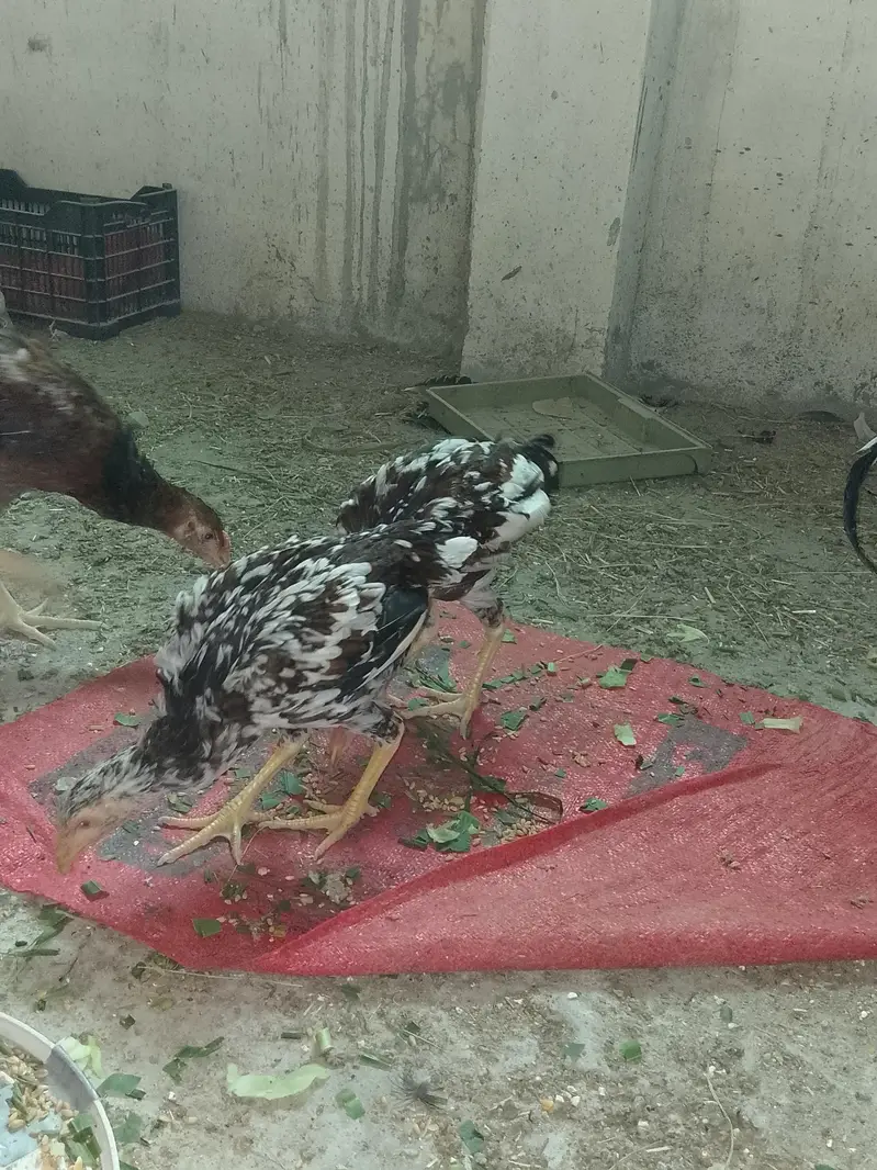 Aseel Male and Female — photo 2