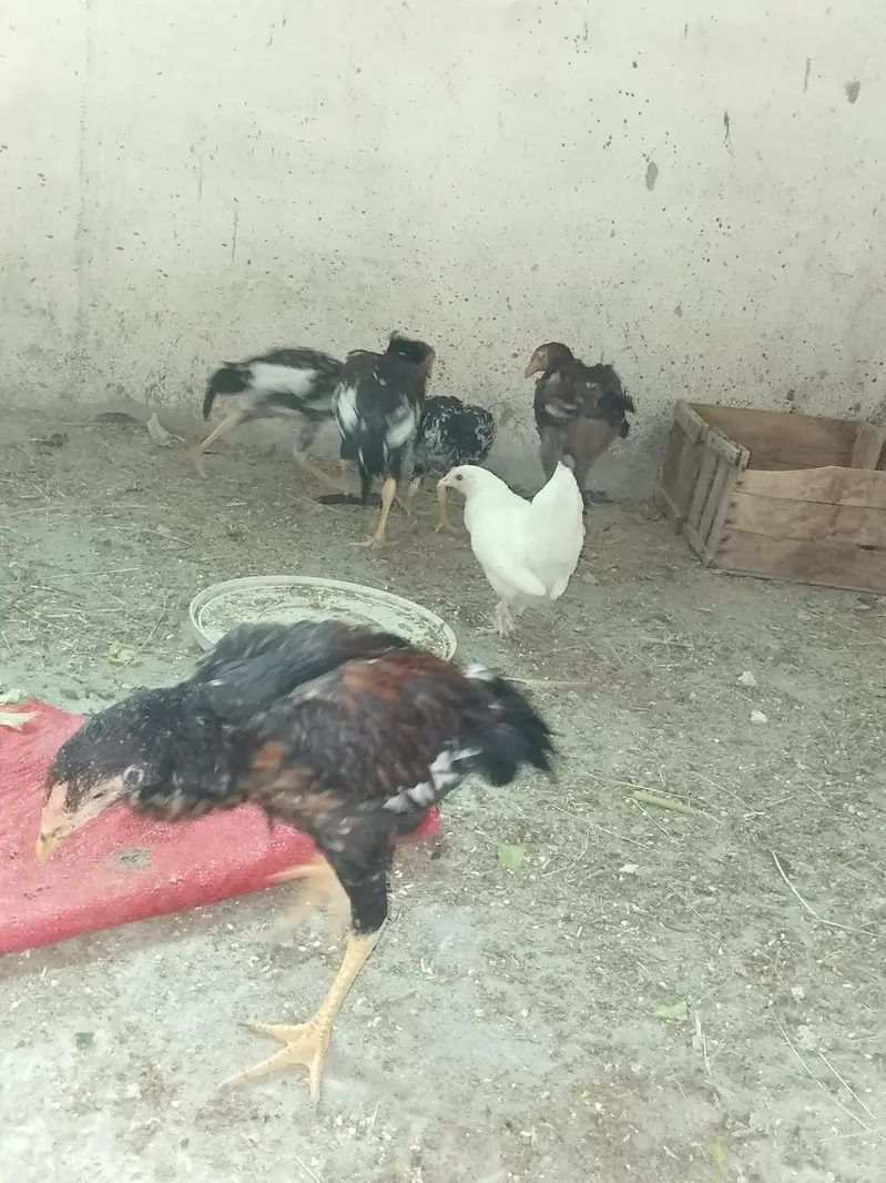 Aseel Male and Female — photo 3