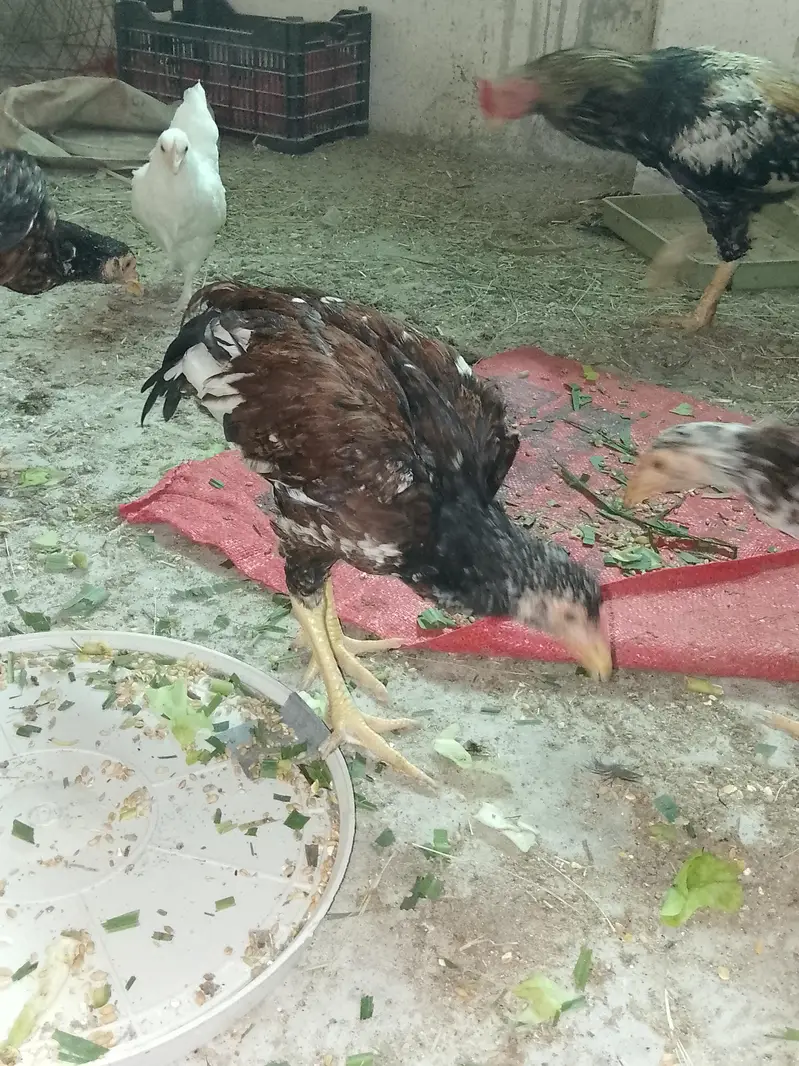 Aseel Male and Female — photo 4