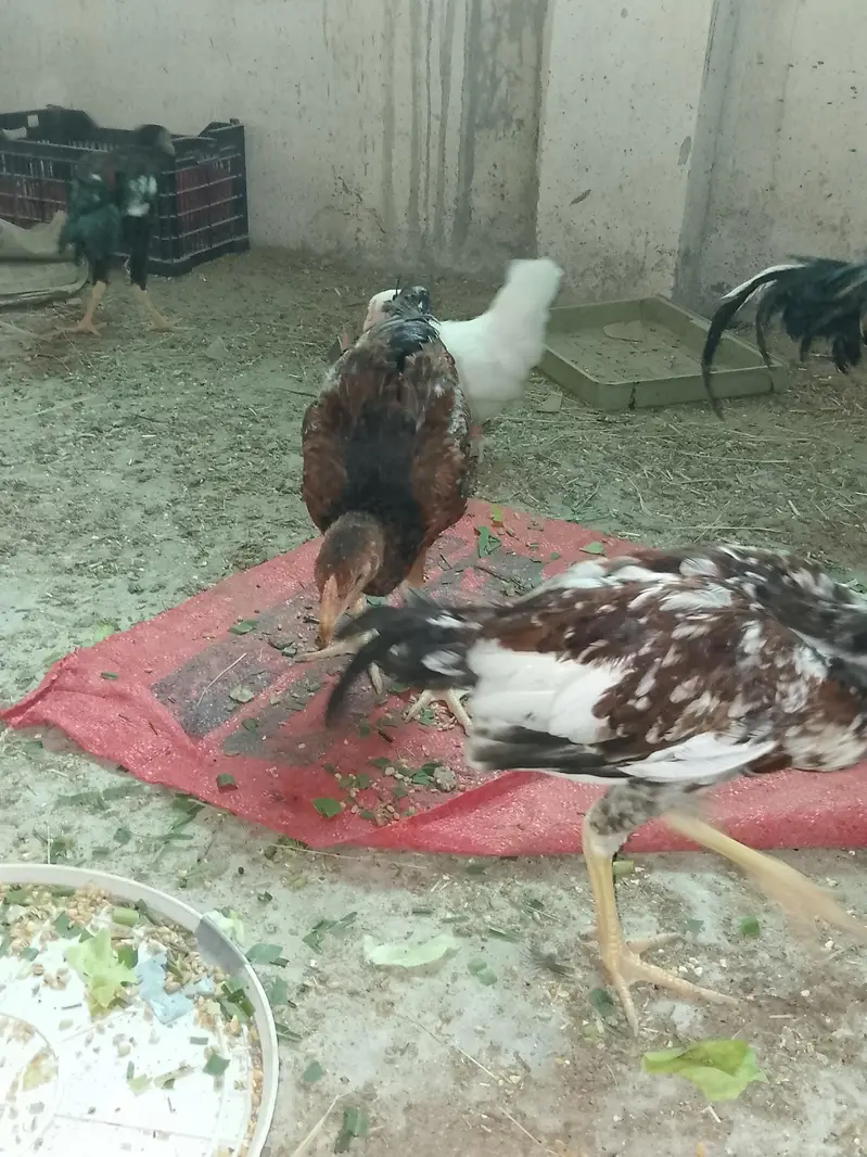 Aseel Male and Female — photo 5