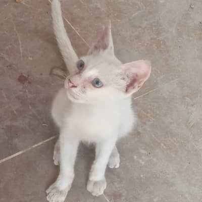 4 months old