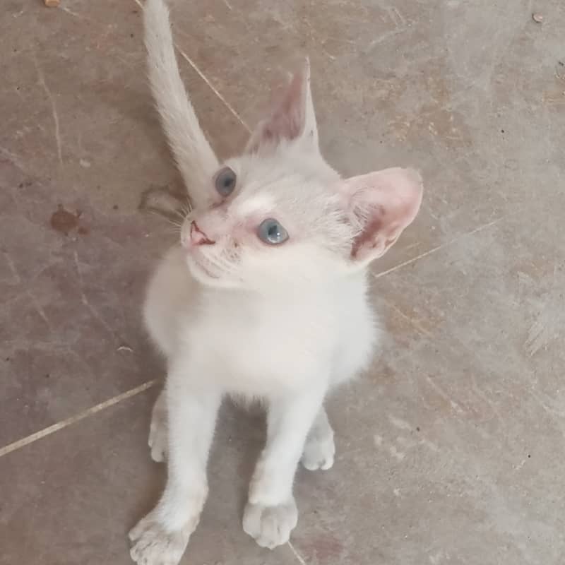 4 months old 0