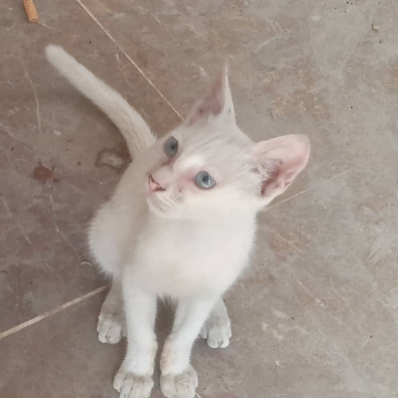 4 months old 1