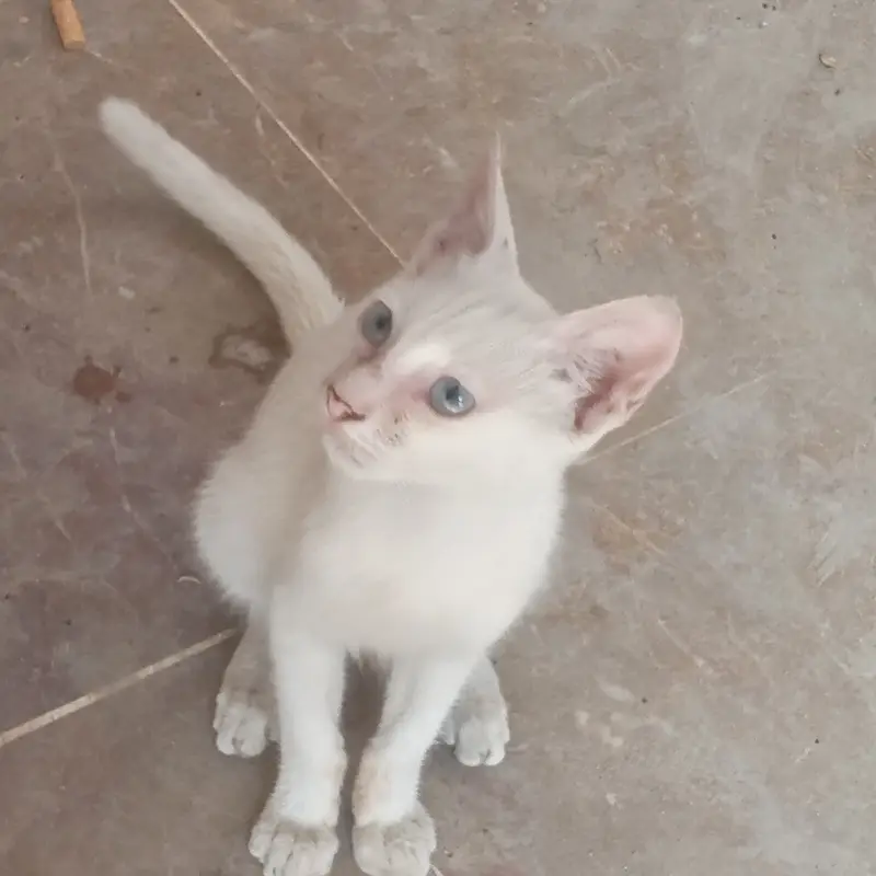 4 months old — photo 2