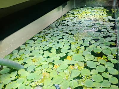 Water lettuce floating plants for pond and fish tank