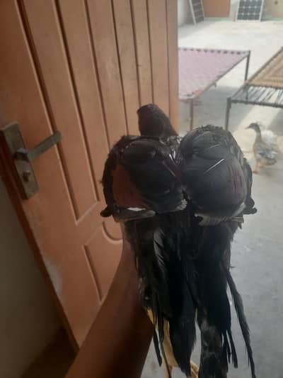 home breed aseel patha
