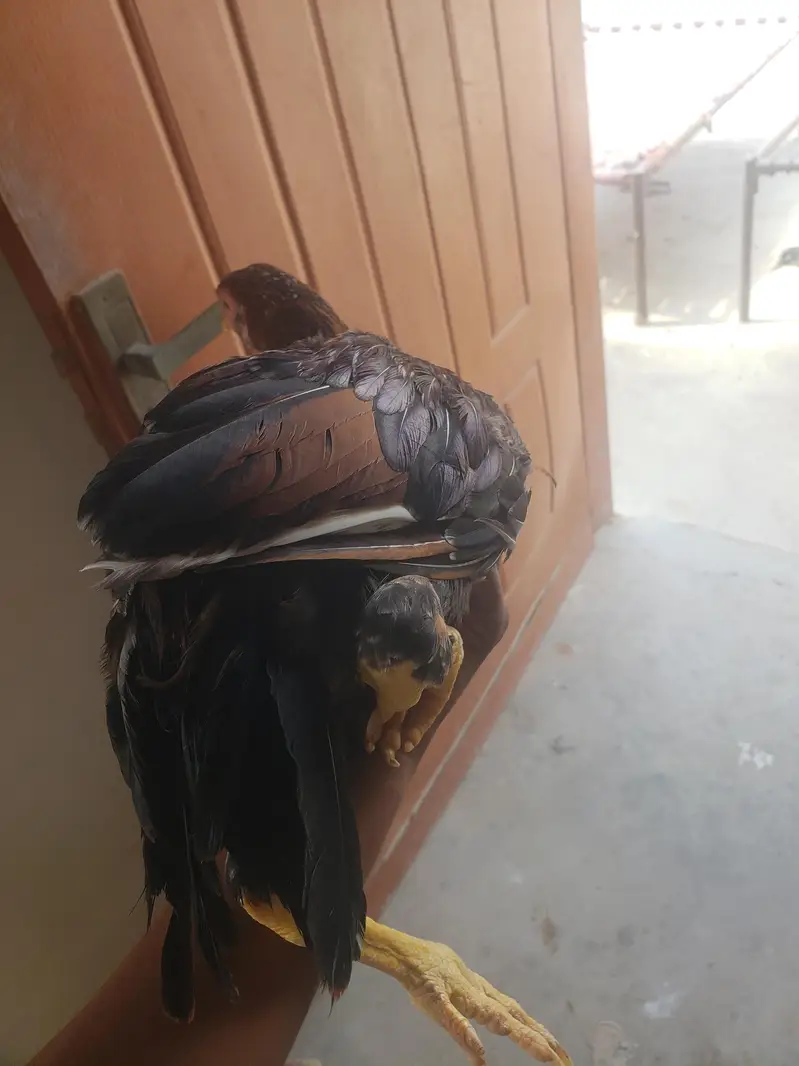 home breed aseel patha — photo 3
