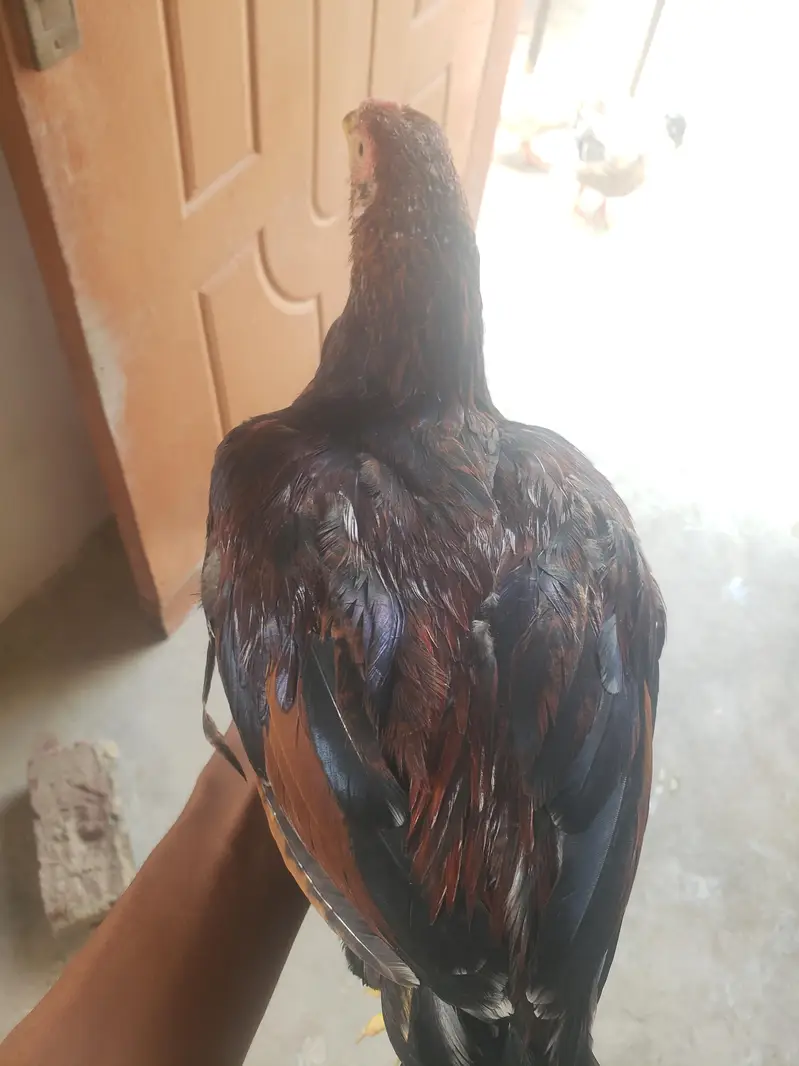 home breed aseel patha — photo 4