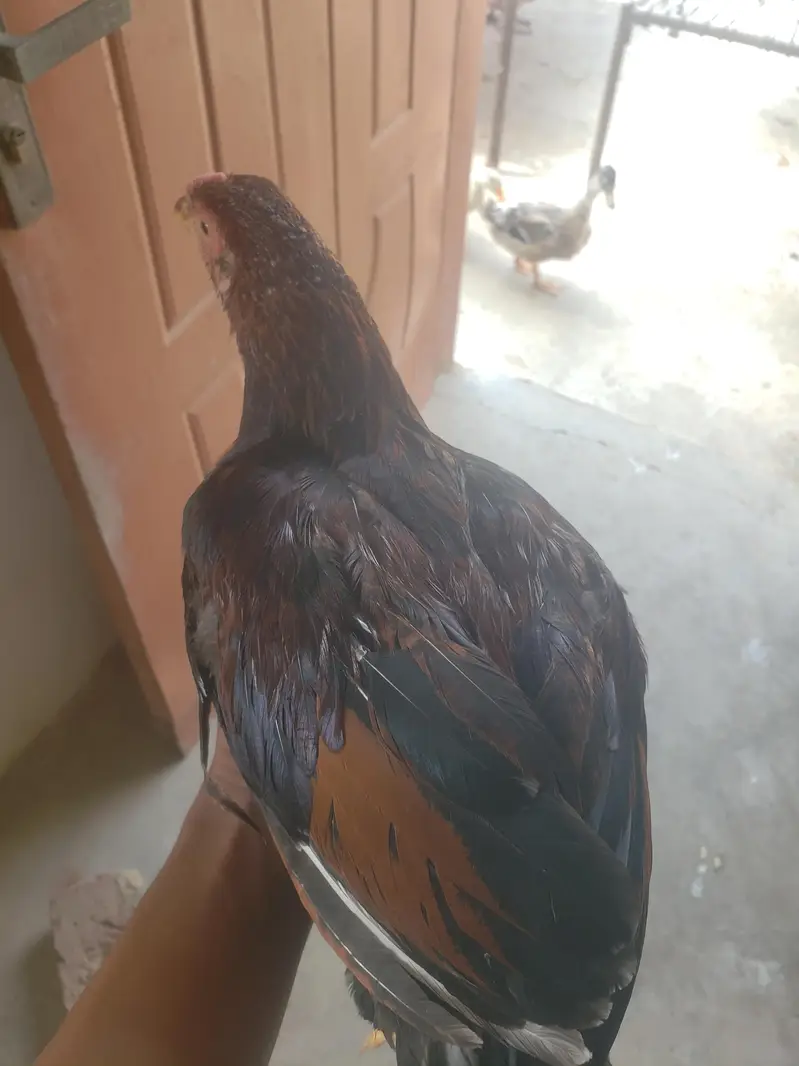 home breed aseel patha — photo 5