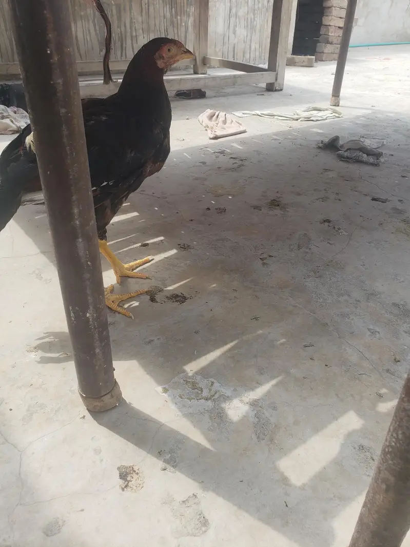home breed aseel patha — photo 6