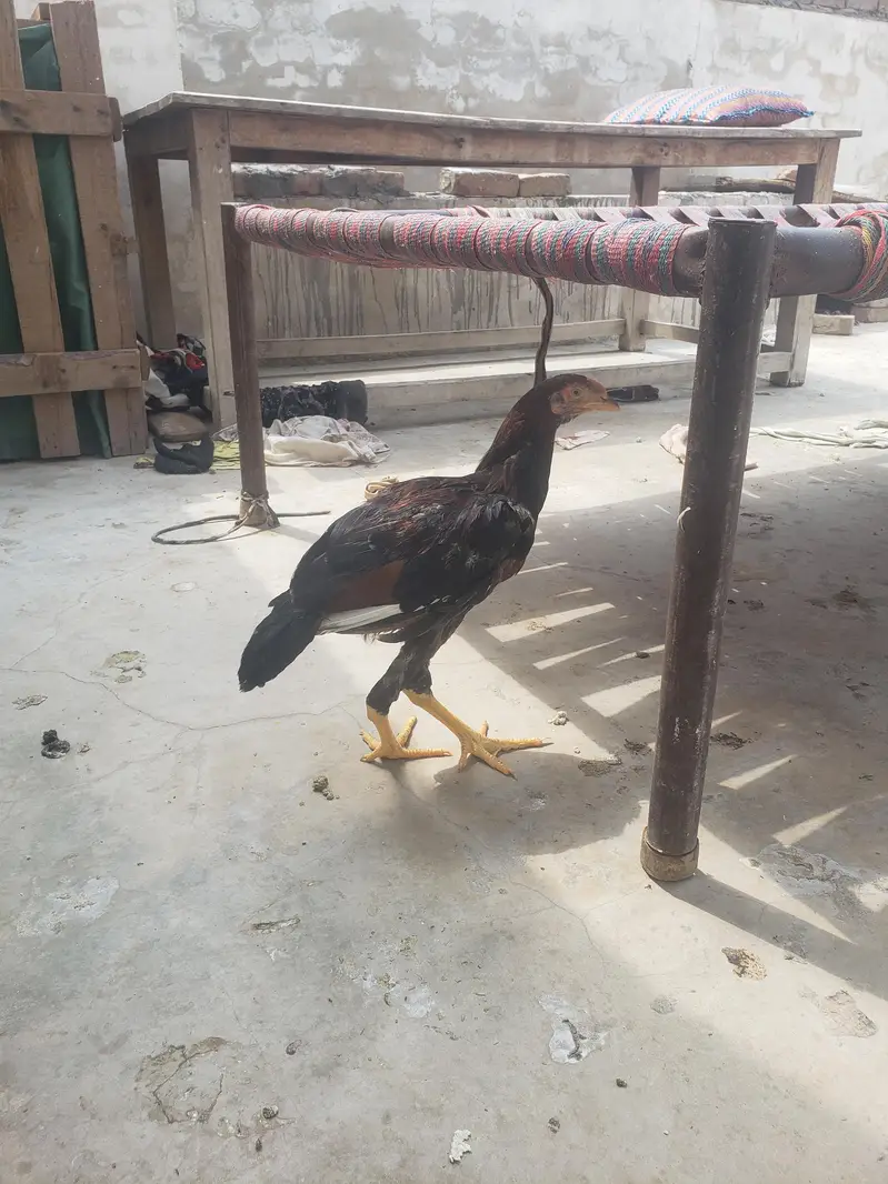 home breed aseel patha — photo 7