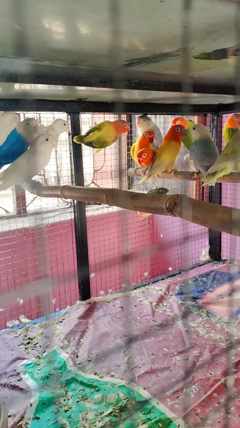 love birds breeder pairs — photo 3