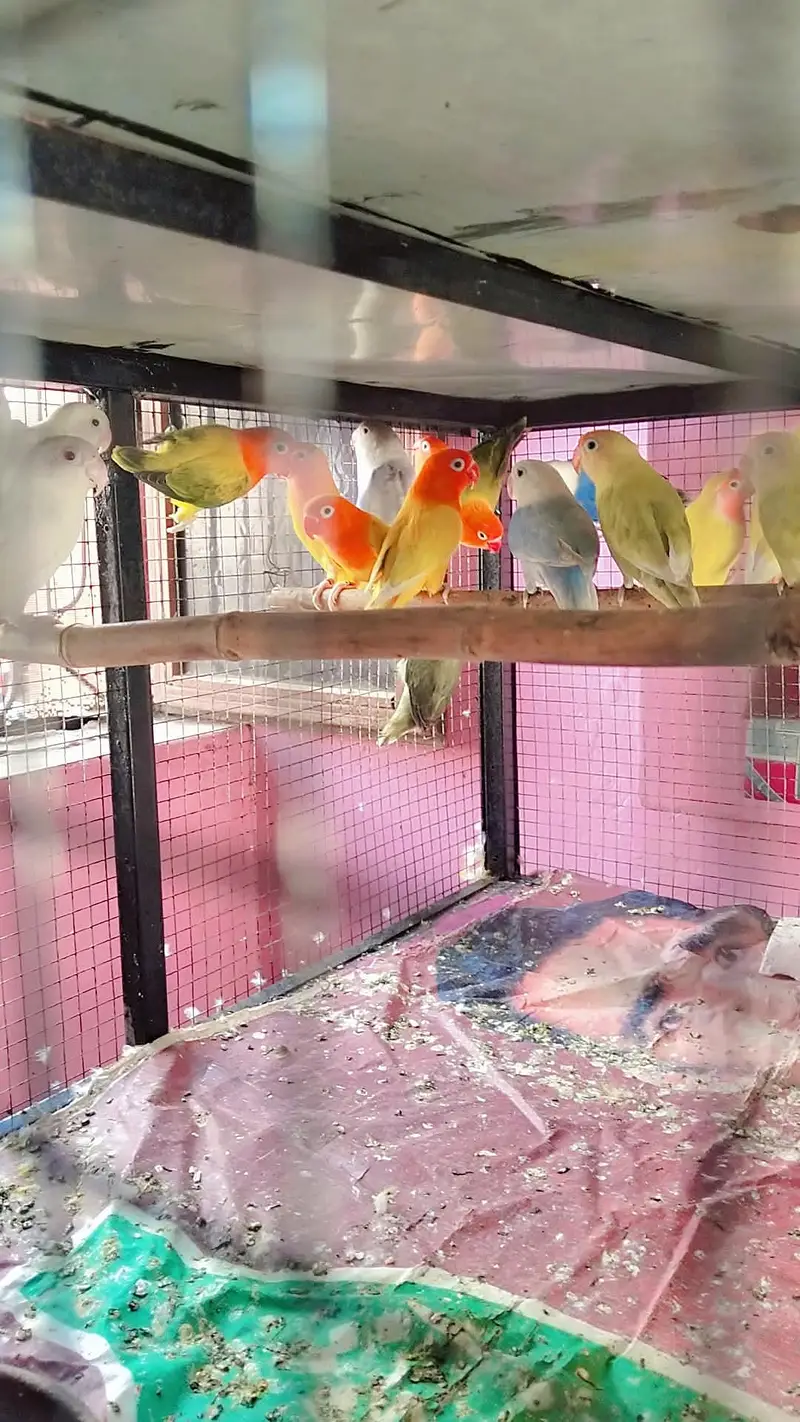 love birds breeder pairs — photo 4