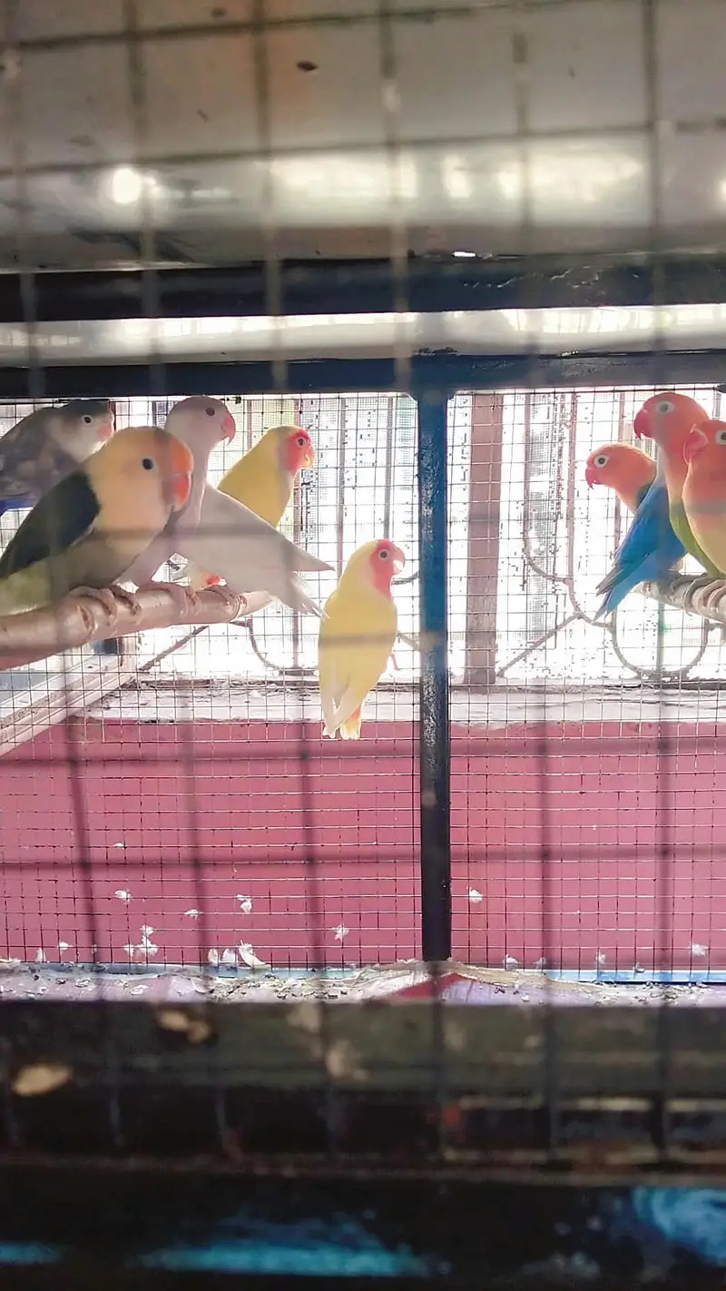 love birds breeder pairs — photo 5