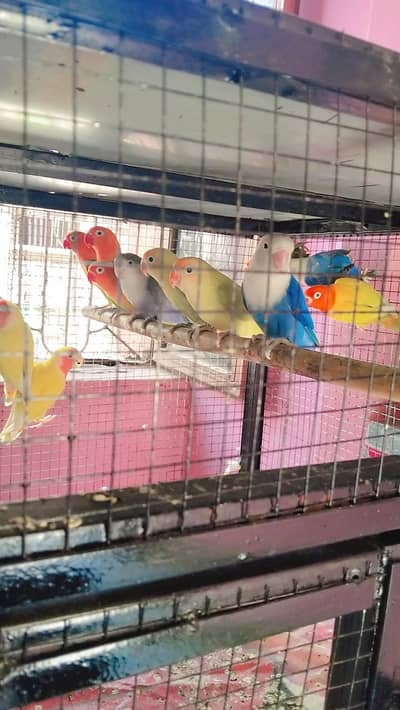love birds breeder pairs