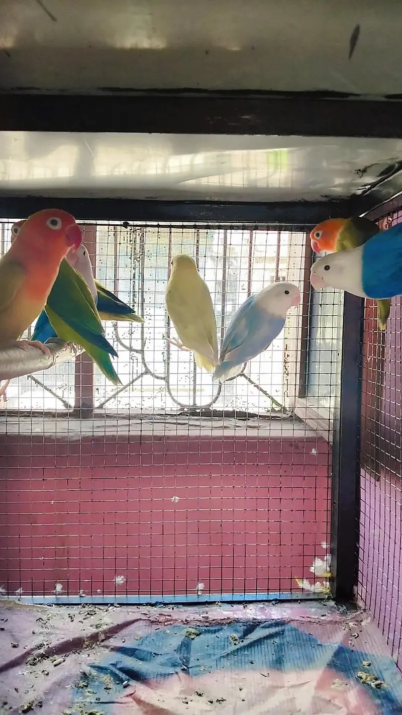love birds breeder pairs — photo 6