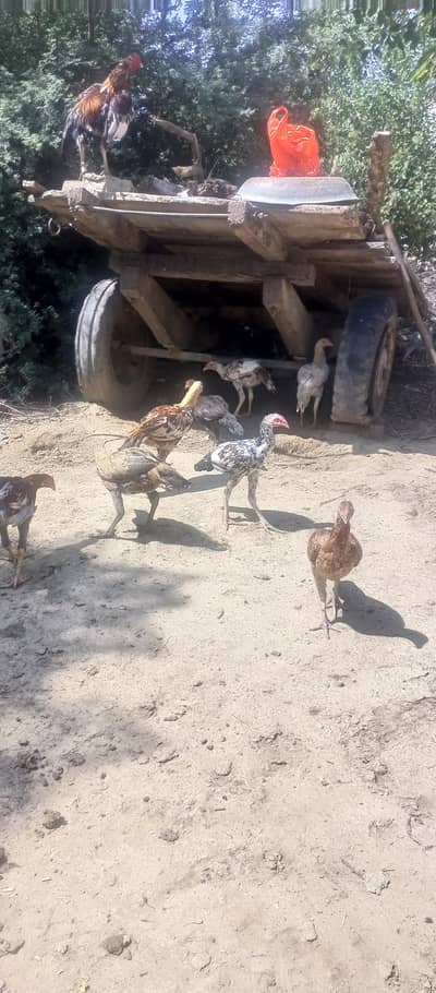 Aseel Pthay & Pthiyan for Sale | 7 Month Home Breed |Top Quality Aseel