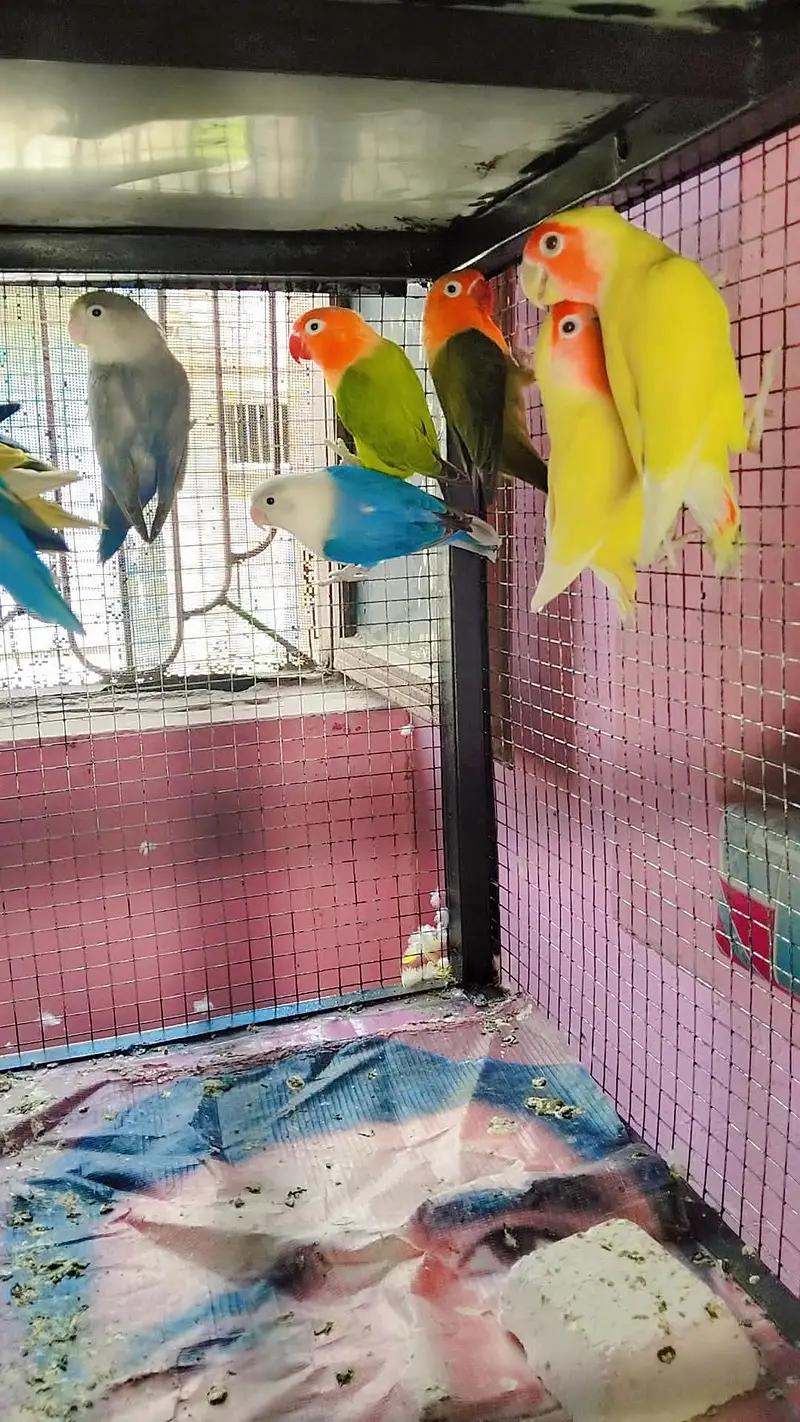 love birds breeder pairs — photo 2