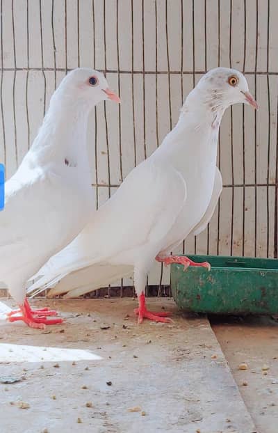 2 white patti wali femal sale.