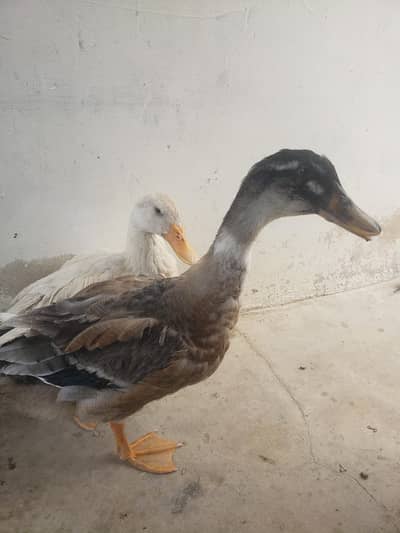 duck pair