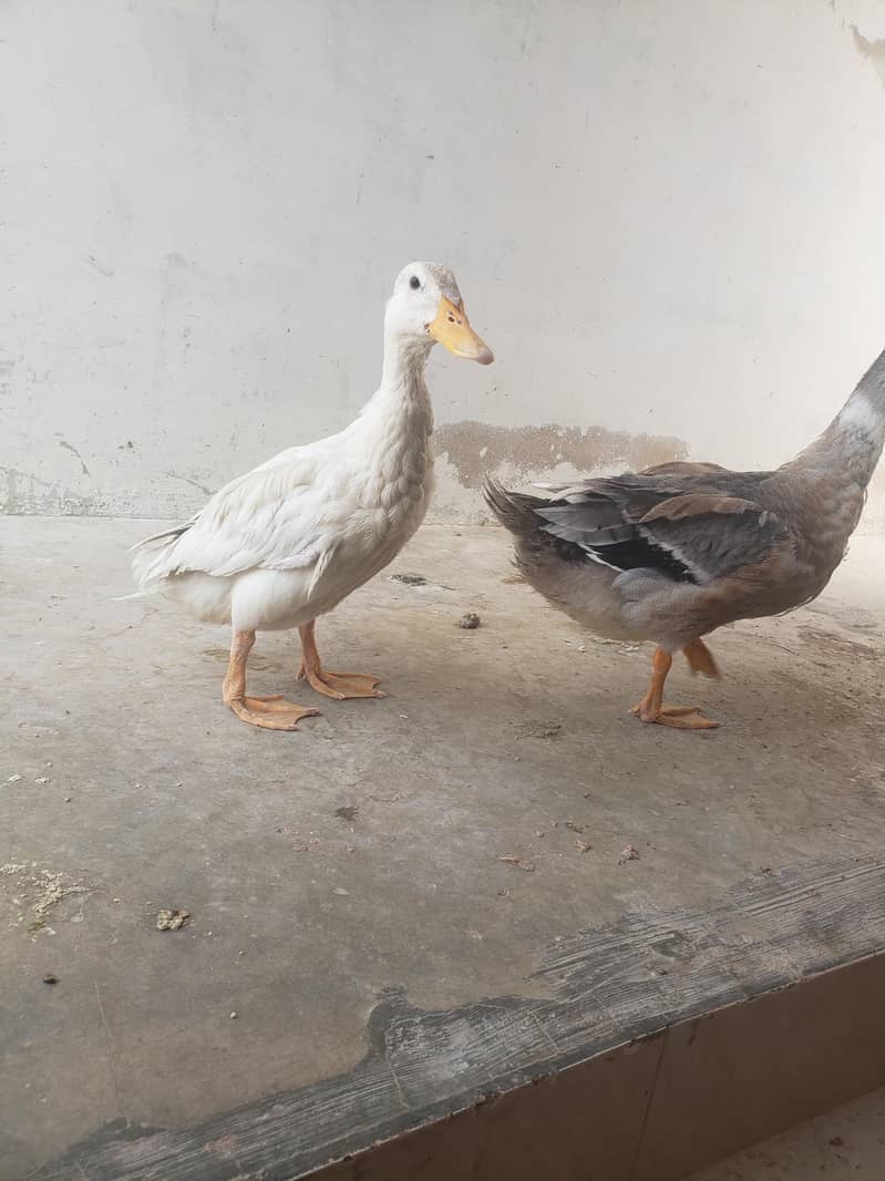 duck pair 1