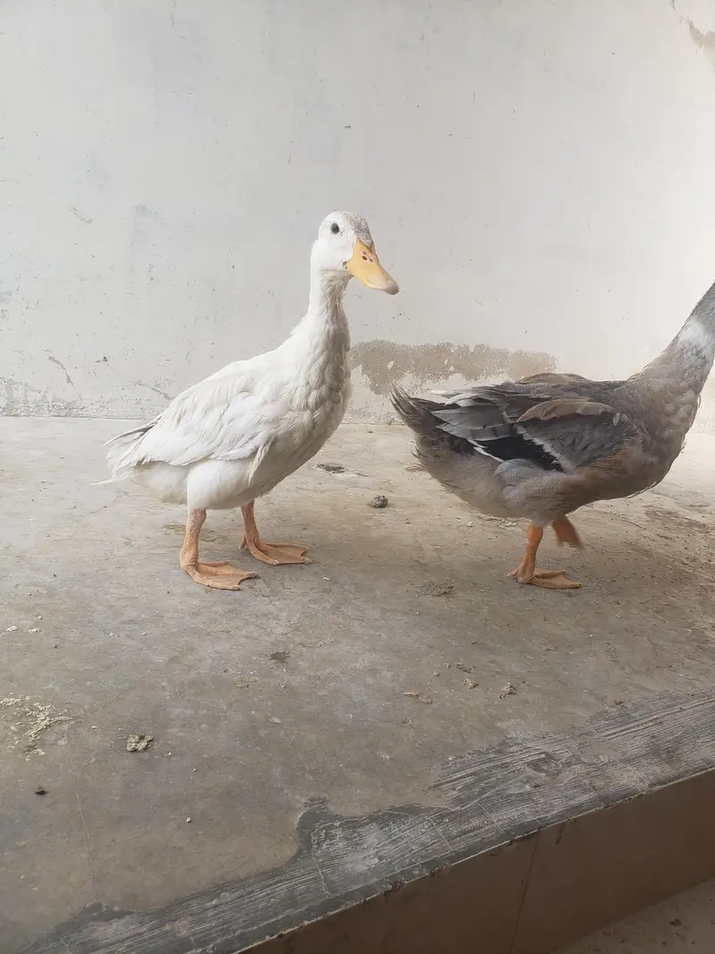 duck pair — photo 2