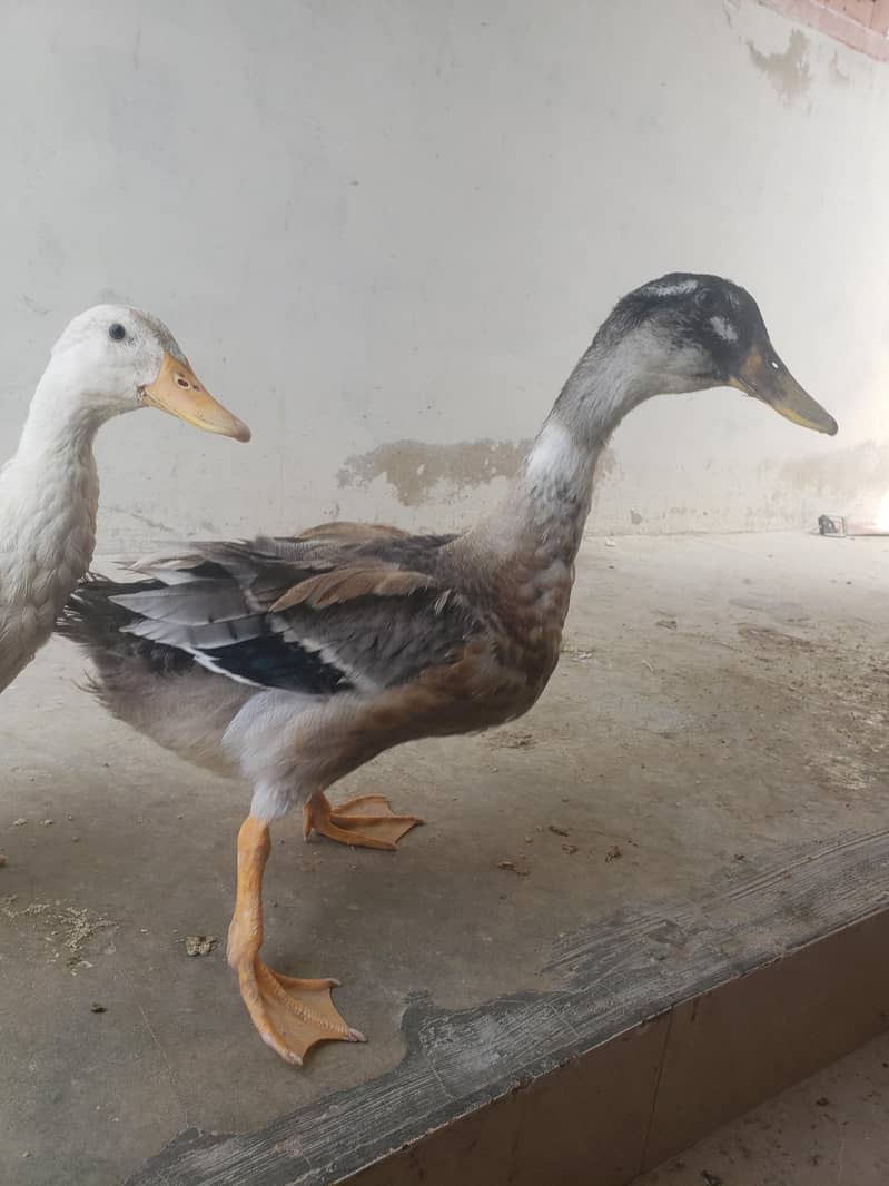duck pair 2