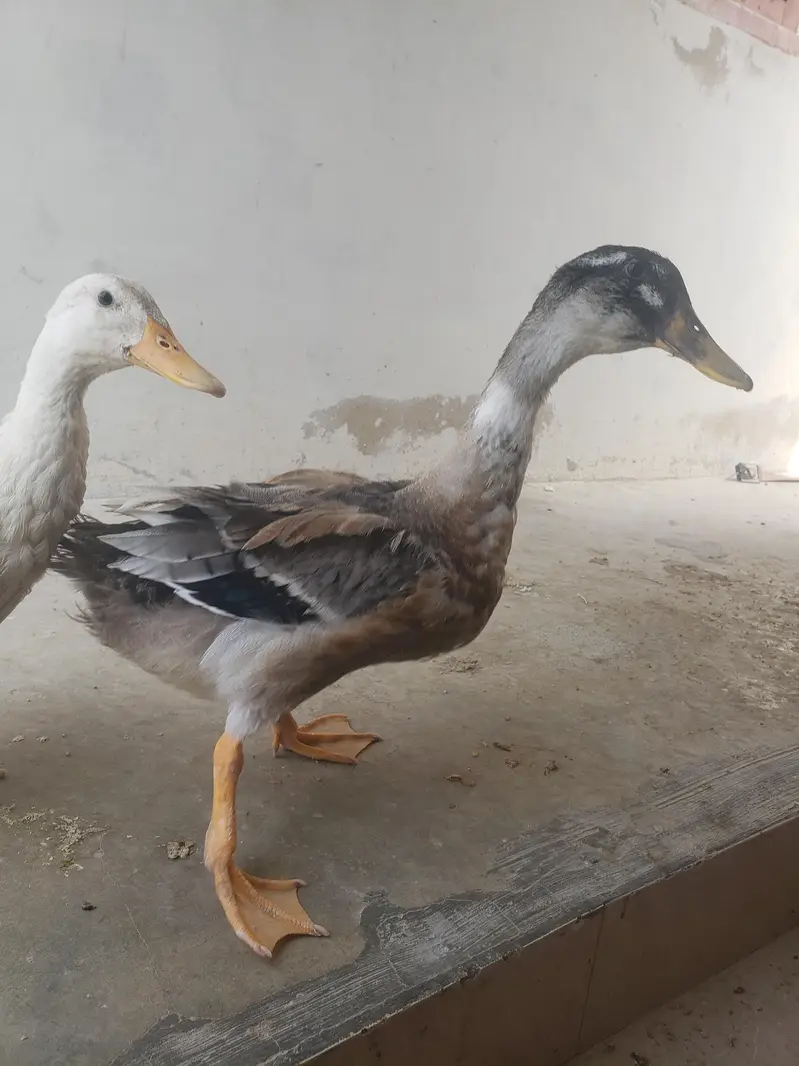 duck pair — photo 3
