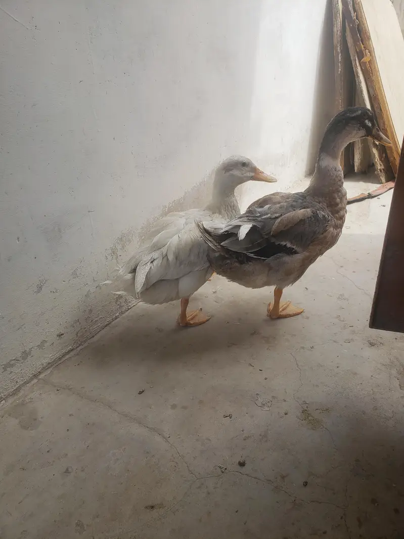 duck pair — photo 4