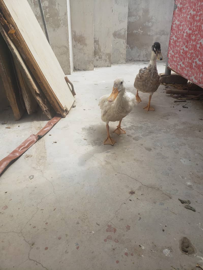 duck pair 4