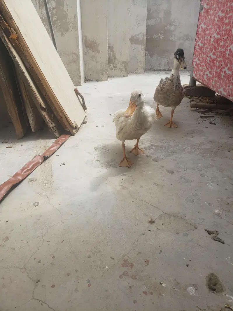 duck pair — photo 5