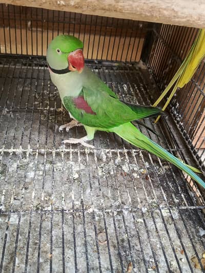 Green parrot