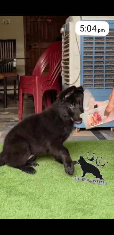 Top Qaulity Pedigree Long Hair Black German shepherd