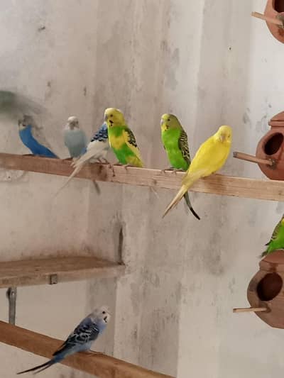 bajri breeder colony
