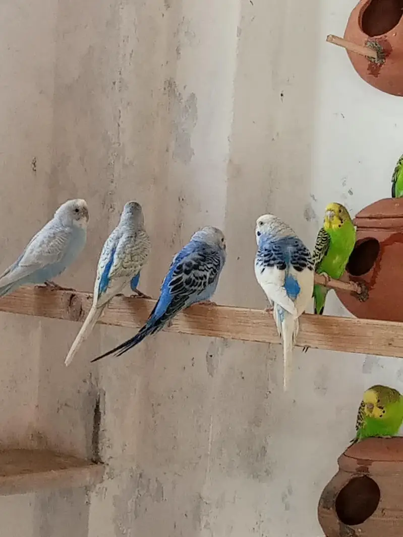 bajri breeder colony — photo 2