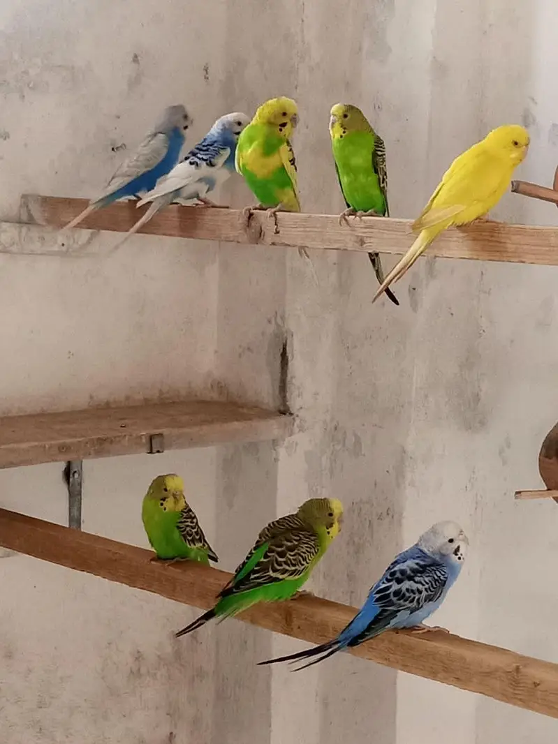bajri breeder colony — photo 5