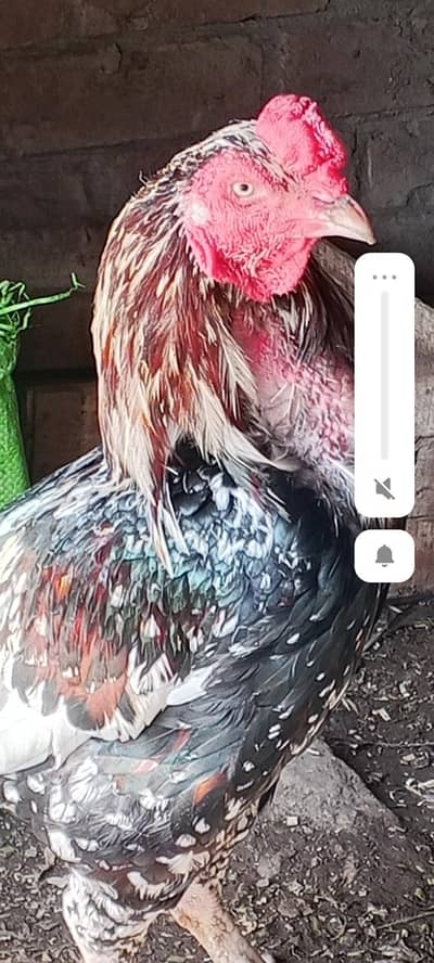 aseel for sale