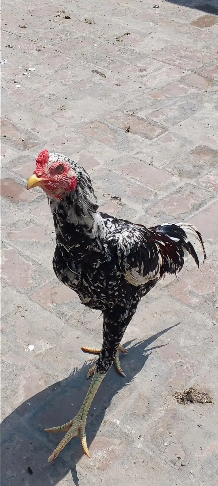 aseel for sale — photo 2