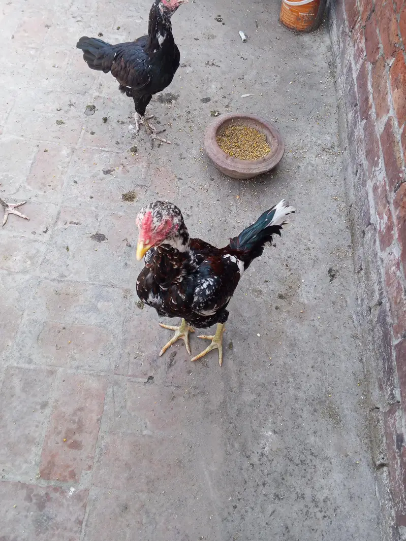 aseel for sale — photo 4