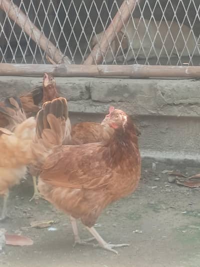 Golden Misri  | Australorp | Lohman Brown