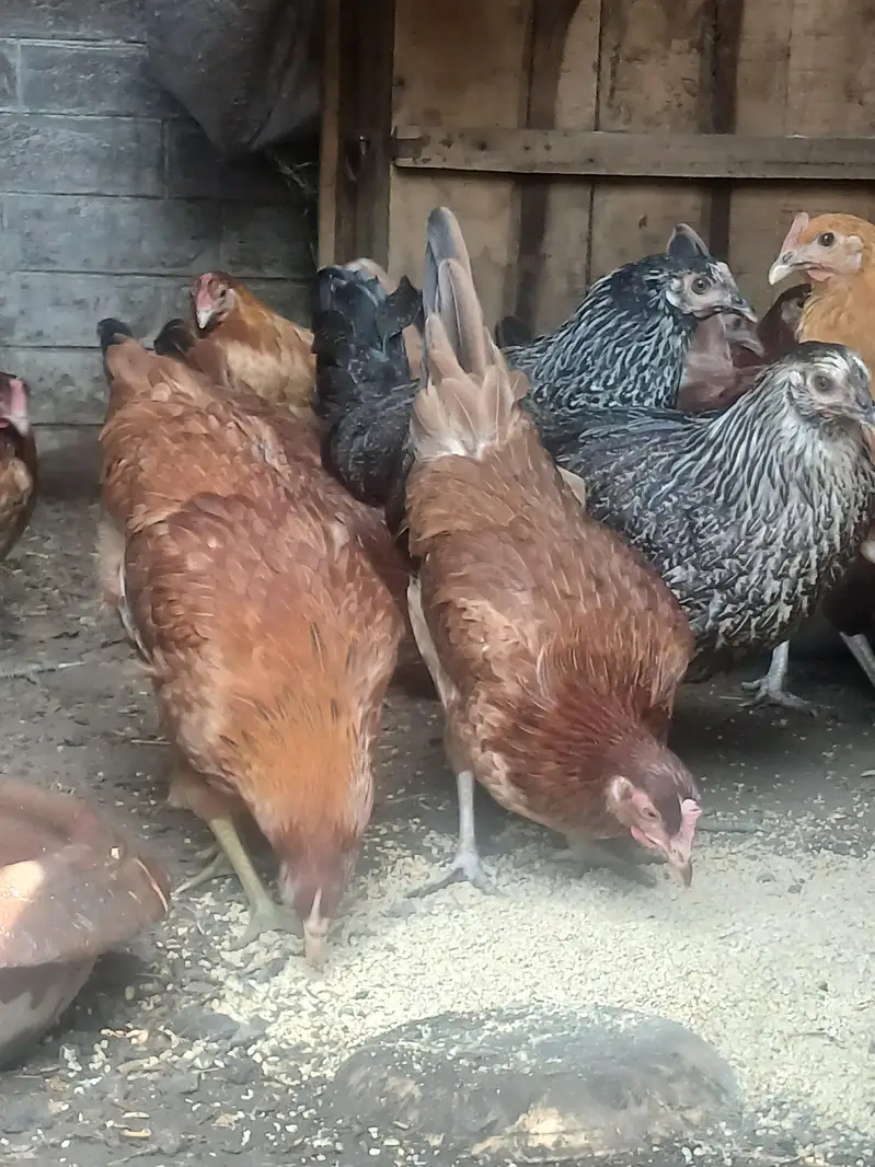 Golden Misri  | Australorp | Lohman Brown — photo 2