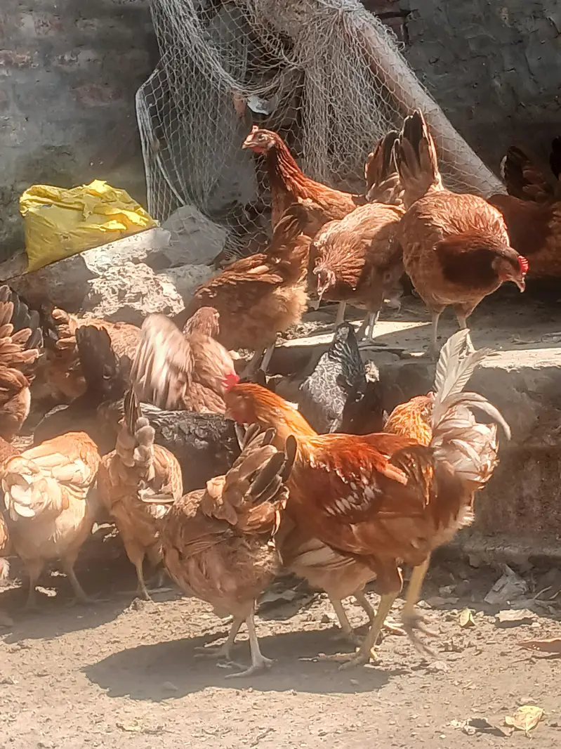 Golden Misri  | Australorp | Lohman Brown — photo 3
