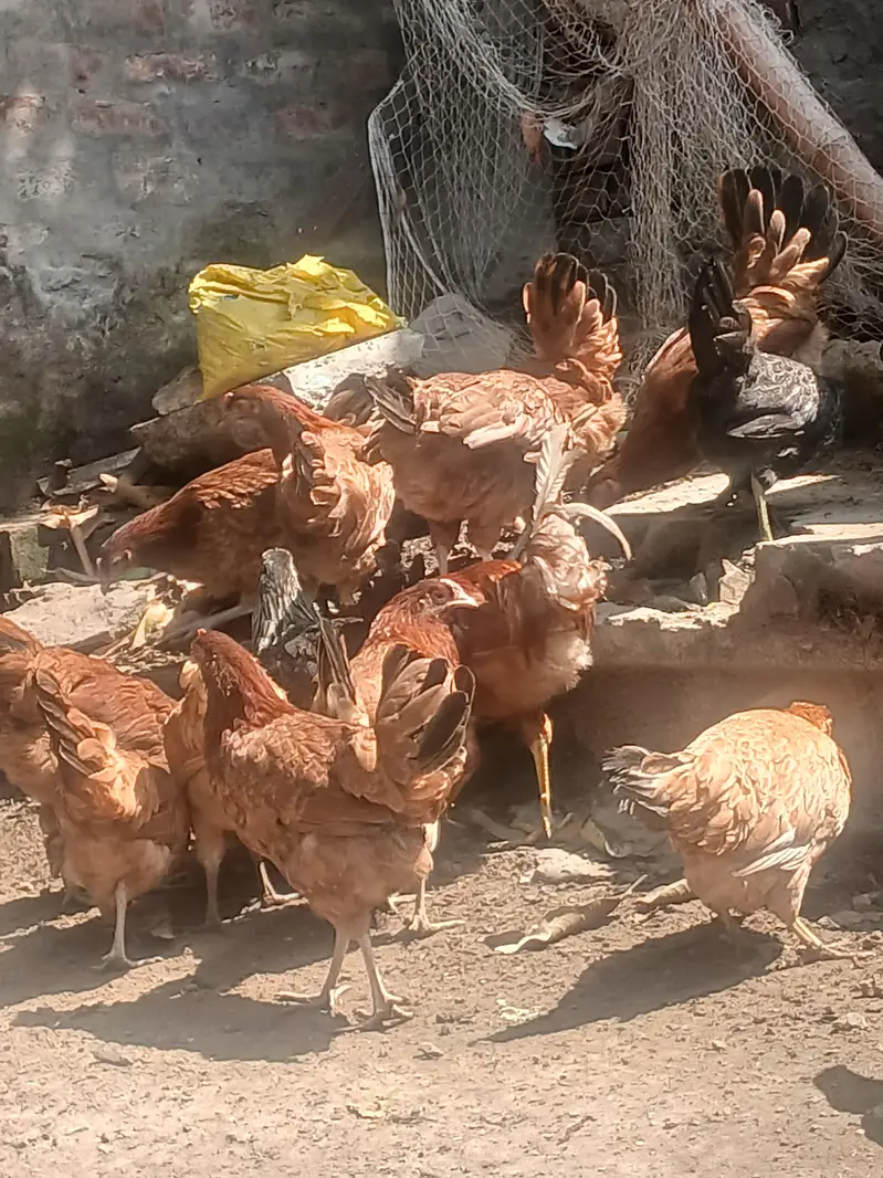 Golden Misri  | Australorp | Lohman Brown — photo 4