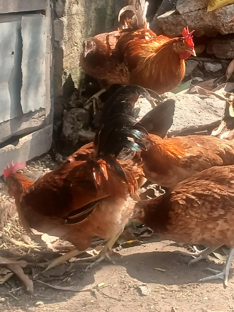 Golden Misri  | Australorp | Lohman Brown — photo 5